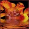 images/avatars/avatar-1354.jpg